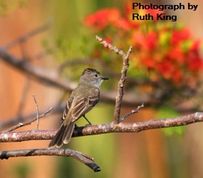 Dusky-capped Flycatcher